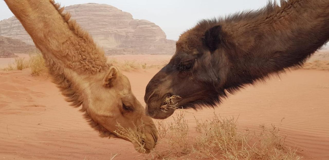 Joy Of Life - Wadi Rum Camp Extérieur photo